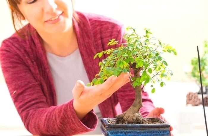 Деревья бонсай являются новейшей тенденцией для начинающих садоводов